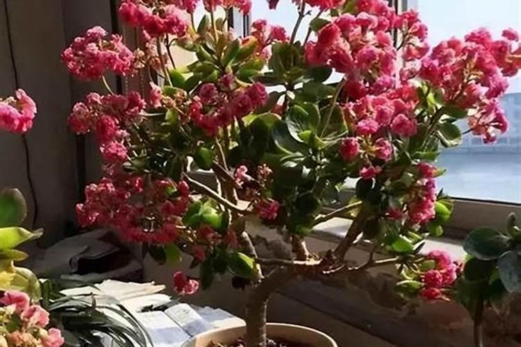 长寿花施肥方法