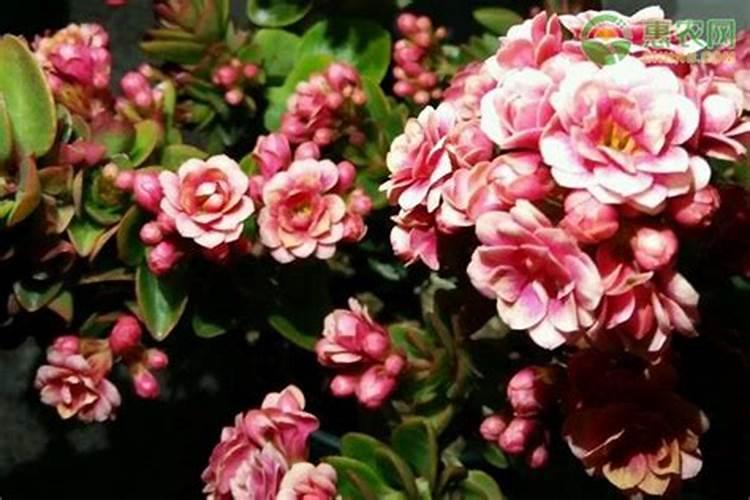 长寿花施肥方法