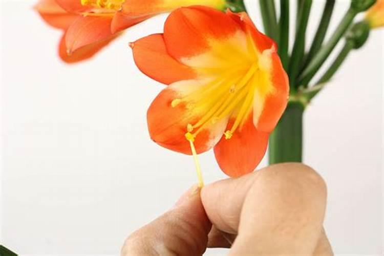 君子兰缺了氮,磷,钾等元素,需要怎么拯救