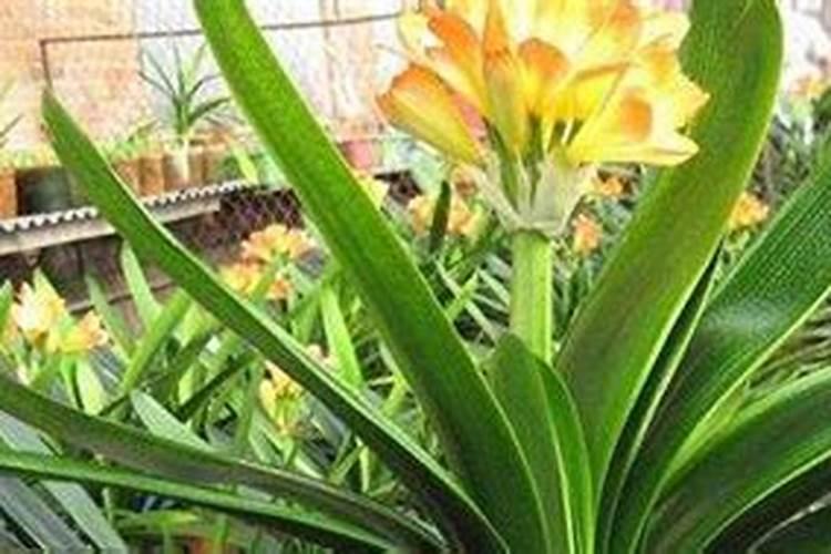 君子兰快开花了怎么养护