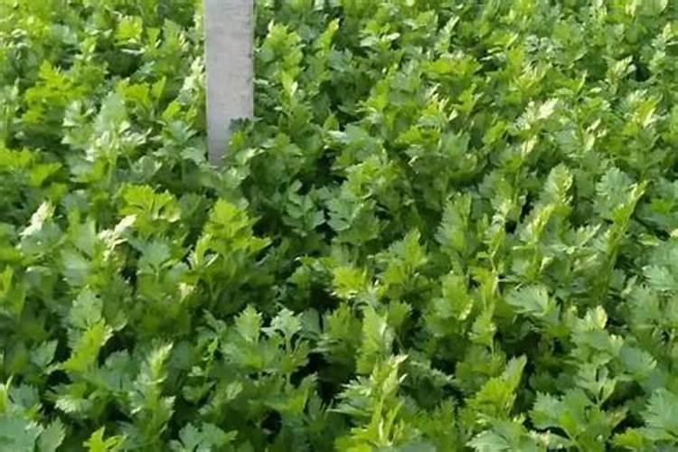 种花沙子和土的比例多少合适