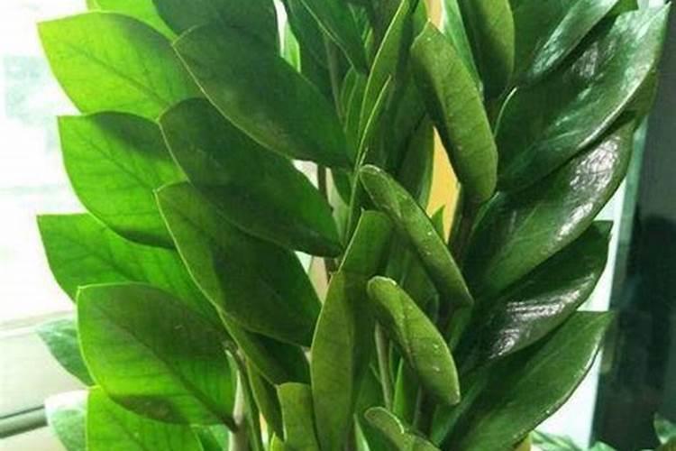 玉树用什么肥料长得最快