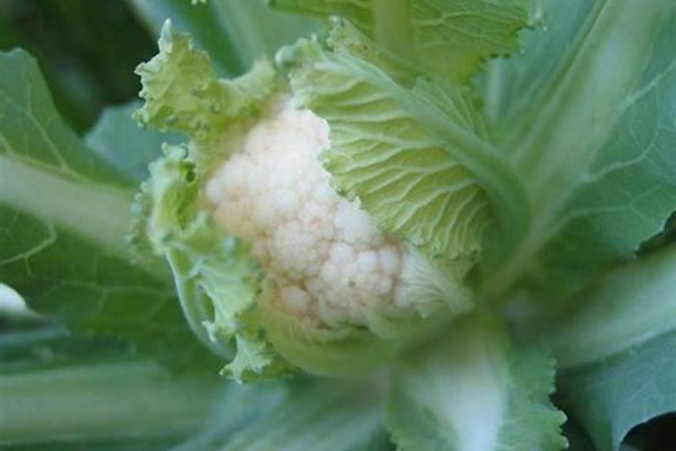 菜花为什么光长叶子不长花