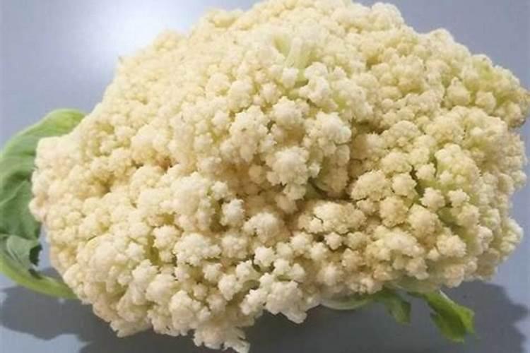 菜花为什么光长叶子不长花