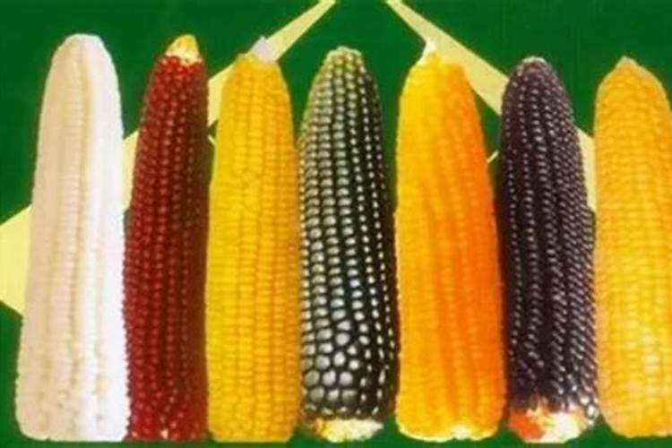 玉米的缺磷症要怎样防治？