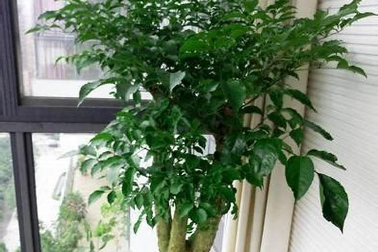 幸福树要施什么肥料吗