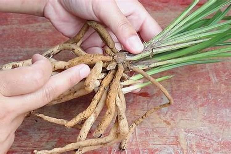 什么情况下需要喷叶面肥 绿植叶面肥施用指南