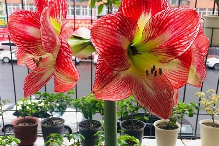 糖醇钙与螯合钙区别