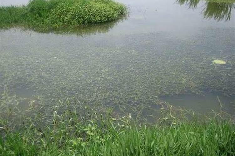 红富士苹果膨大期怎么施肥