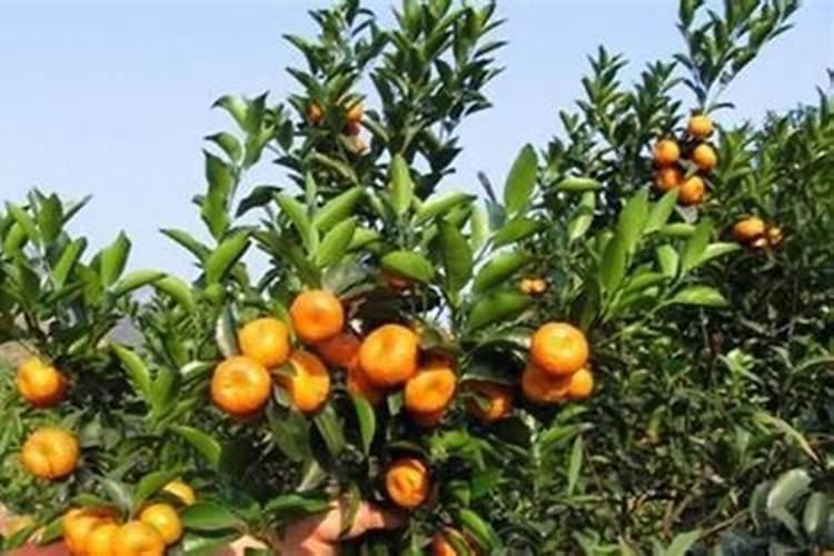 劲驼复合肥80斤价格