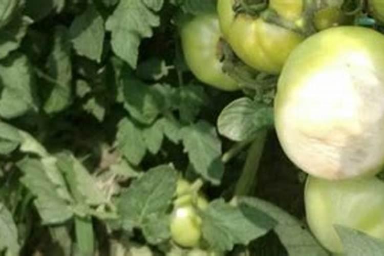 水稻可撒磷肥吗