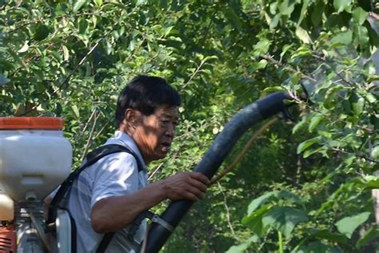 金豆用什么肥料最好