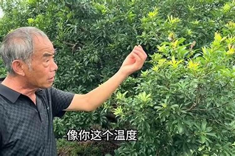 杨梅能用盐施肥吗？