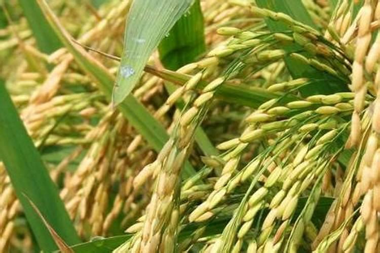 请问,种植大蒜是用绿化钾复合肥好还是用硫酸钾复合肥好？？？