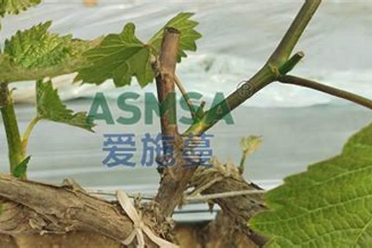 5公斤水溶肥能抵多少复合肥