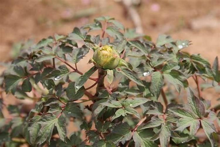 牡丹花施什么肥好