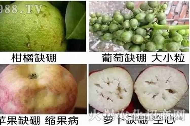 软籽石榴汁水多,甜度高,如何施肥才能实现高产？