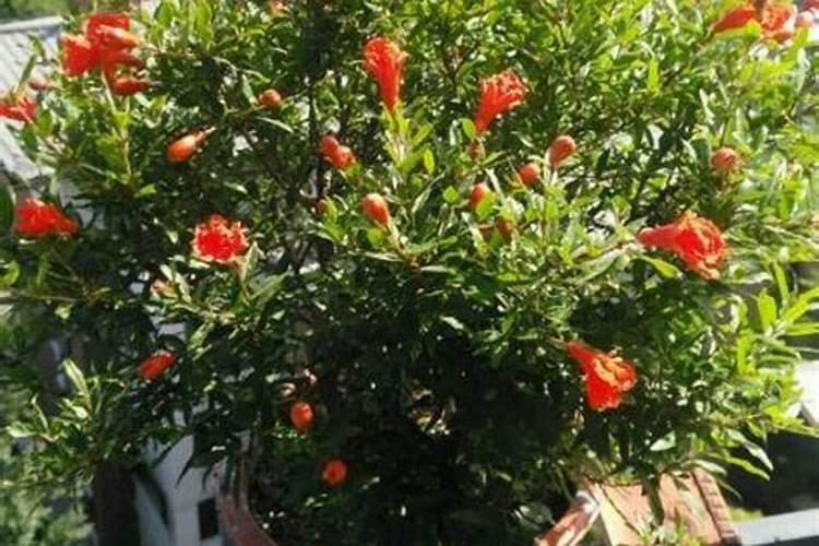 石榴树如何施肥效果好？