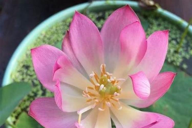 油菜的硼肥怎么施用？需要注意哪些方面？