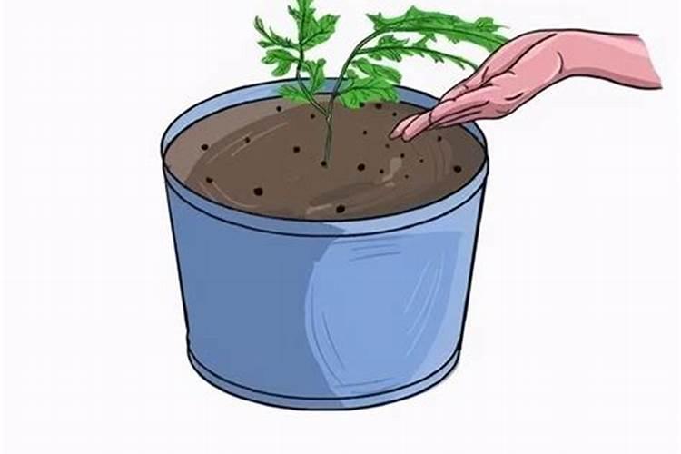 氨基寡糖素甲霜恶霉灵芸苔素和就苗可以混合使用吗