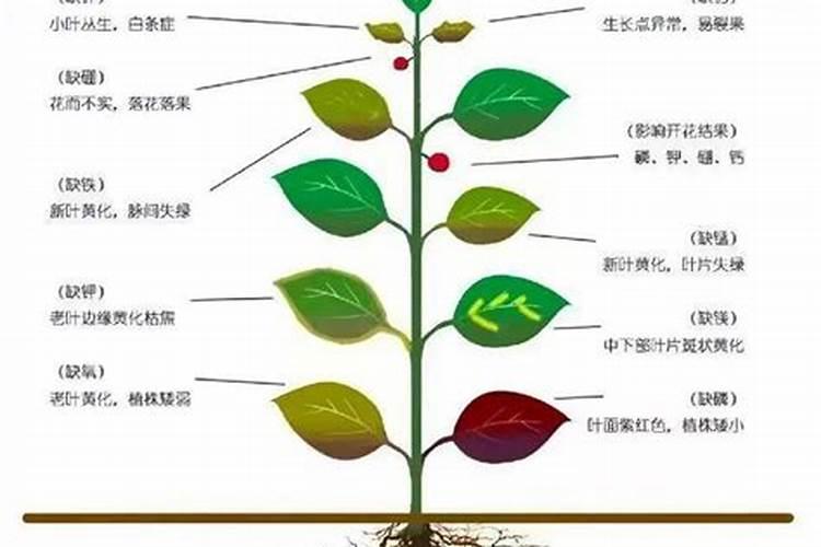 柚子用什么肥料最好？蜜柚施什么肥比较好？