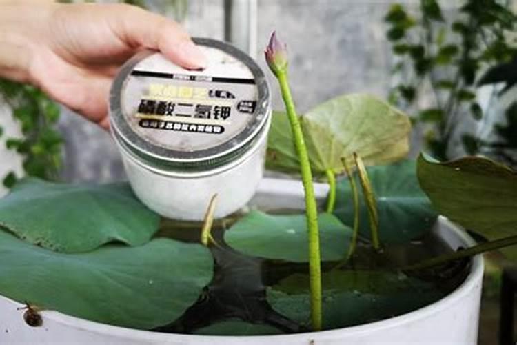 碗莲怎么施肥？