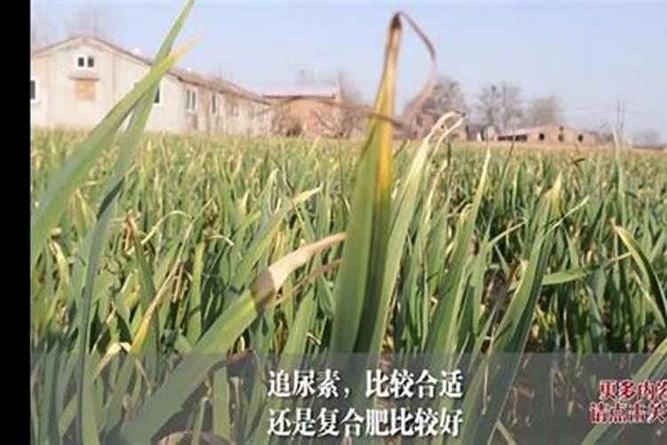 复合肥和尿素的区别 复合肥和尿素可以混合用吗