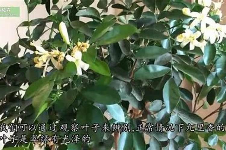矮生番茄怎么种才甜 矮生番茄如何种才甜