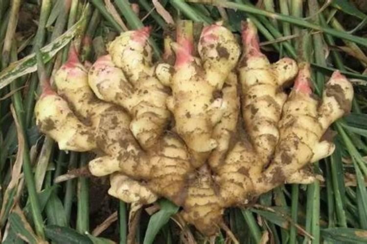 一种植物很像柠檬树,枝条无刺,开的花朵跟柠檬花一样,叶片是有上下两部分...