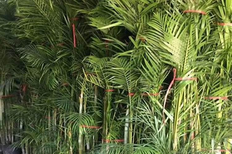 散尾葵如何施氮肥