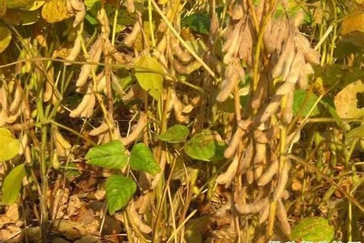 君子兰用什么肥料最好