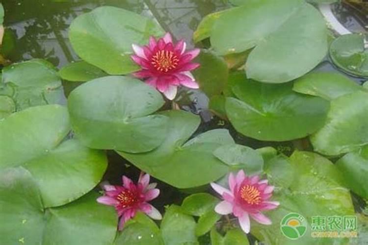 蓝藻怕“咸”吗？