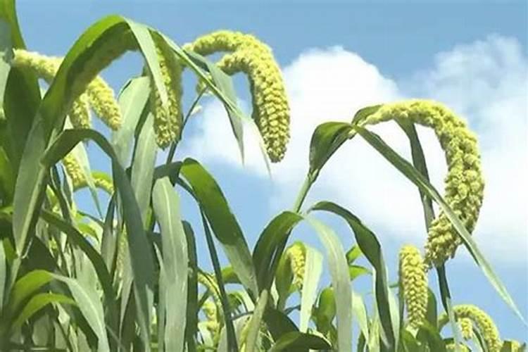 豌豆种植方法全过程