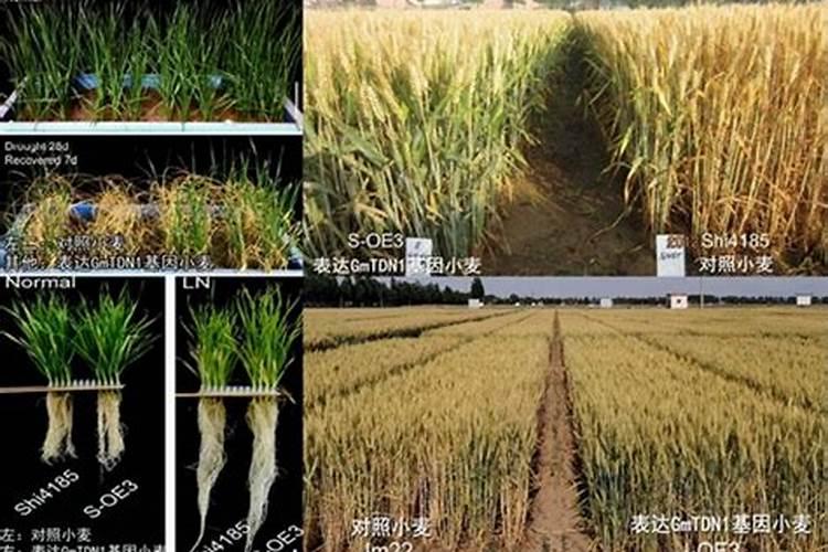 磷肥钾肥氮肥对植物有什么作用