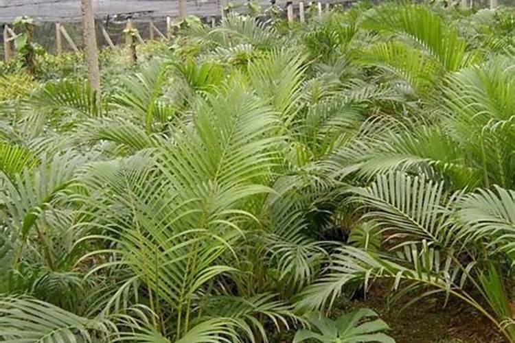 水稻打完除草隔多久追肥 可以立刻施肥吗