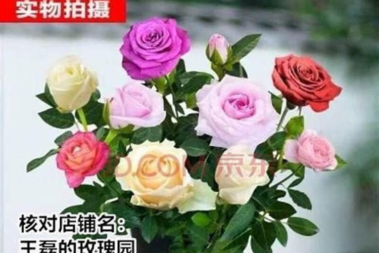 桉树一年施几次肥好