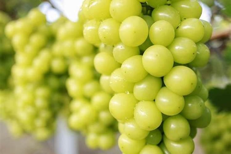 阳光玫瑰葡萄见信使花还能浇地施肥吗？