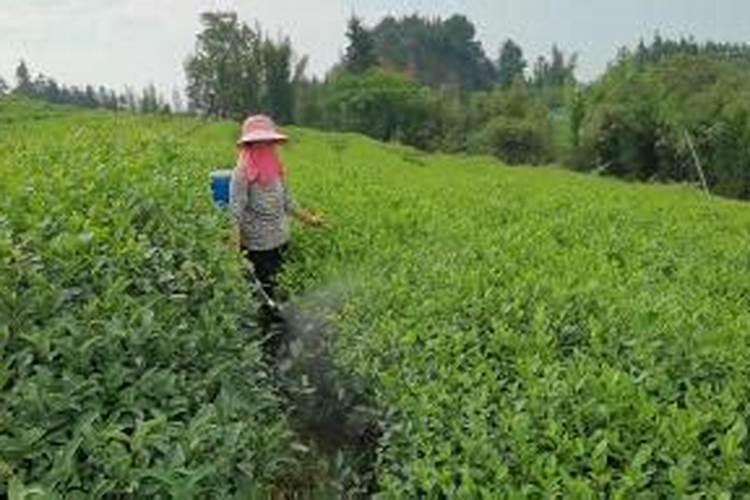 茶叶化肥使用方法