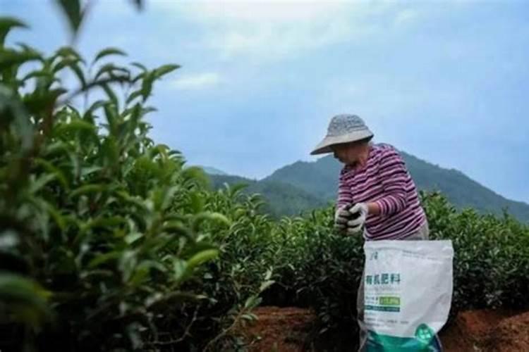 茶园怎么施肥