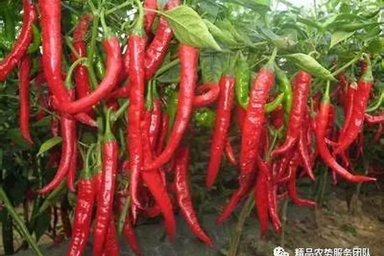 棉花何时传入中国的