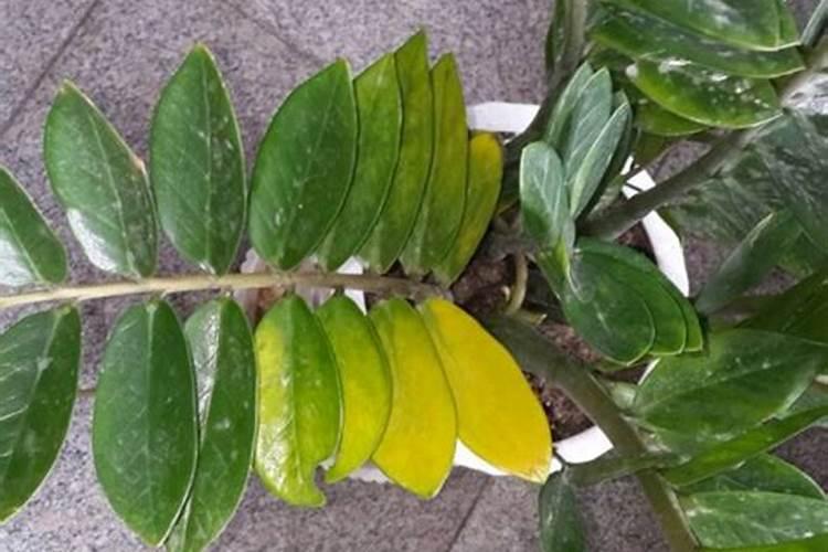 打顶后硼肥滴灌亩用量多少合适？