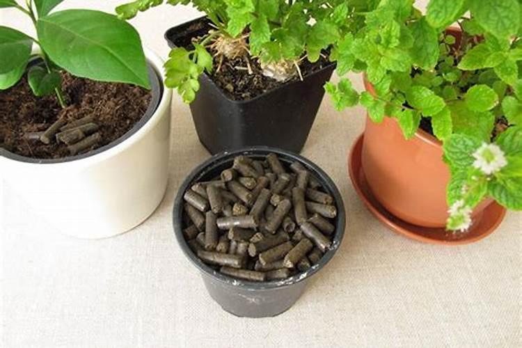 如何挑选质量好的鱼粮呢？