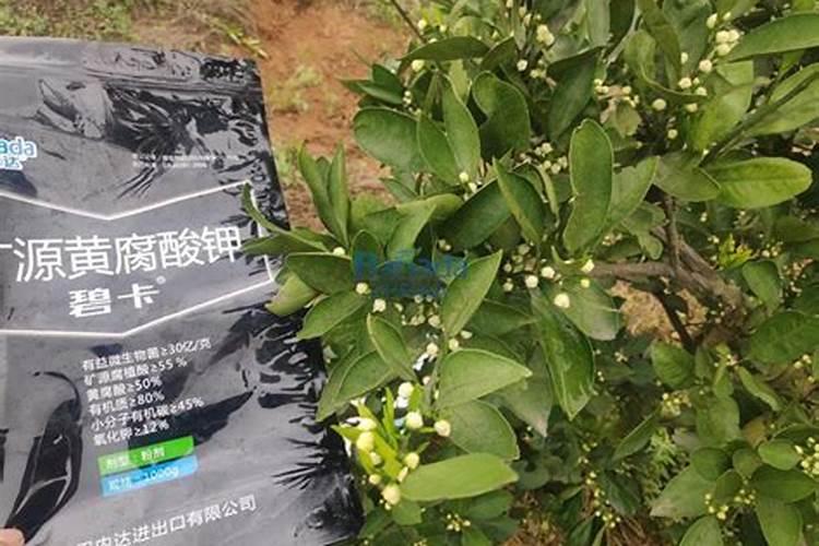 吲丁萘乙酸能不能和矿源黄腐酸钾一起用