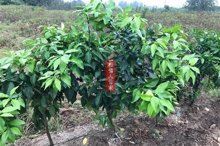 请问专家腐殖酸肥具体在苹果树上怎么用