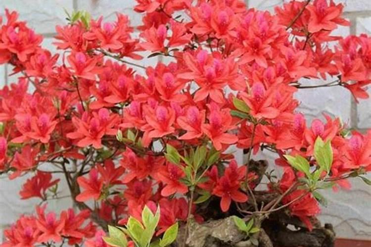 油菜最好三种肥料