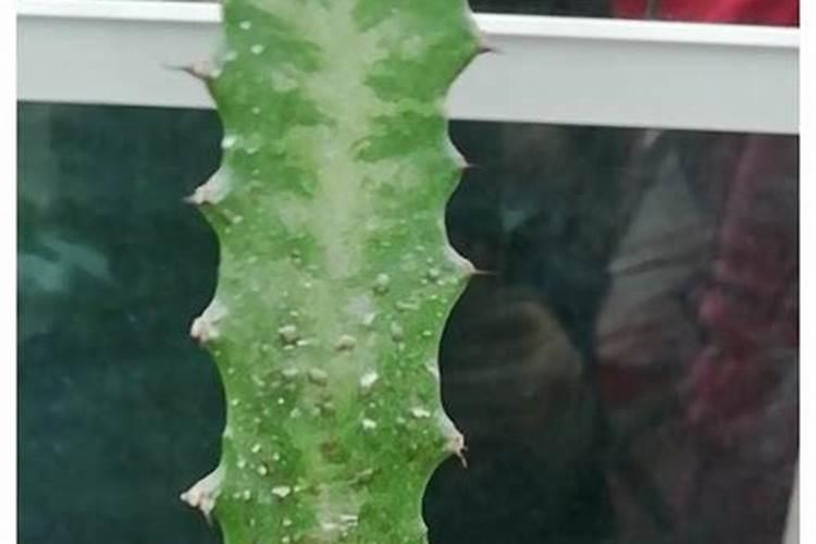 龙骨花喜欢什么肥？用这两种肥料,一年就可以长很高!