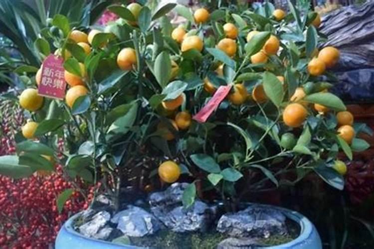 路上的青苔怎么除