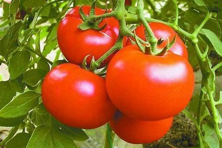 别再买肥料了,这些厨房垃圾拿来养花,疯长管不住!