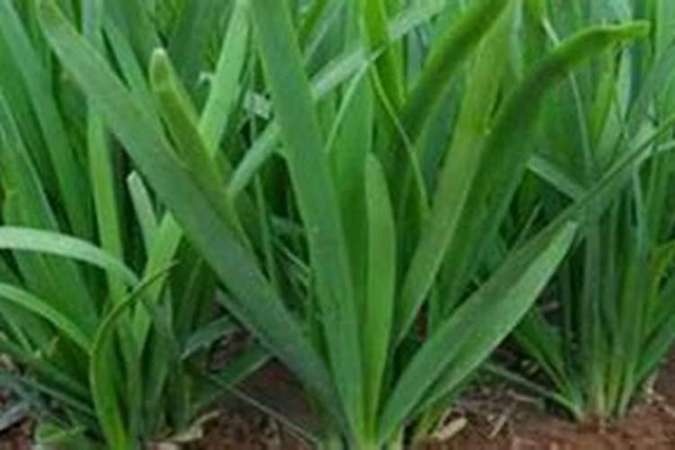 自制花肥小技巧