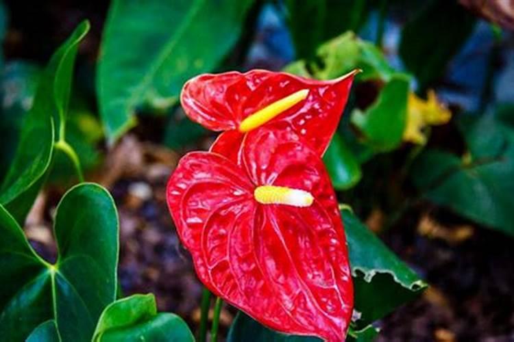 少磷少钾的食物有哪些